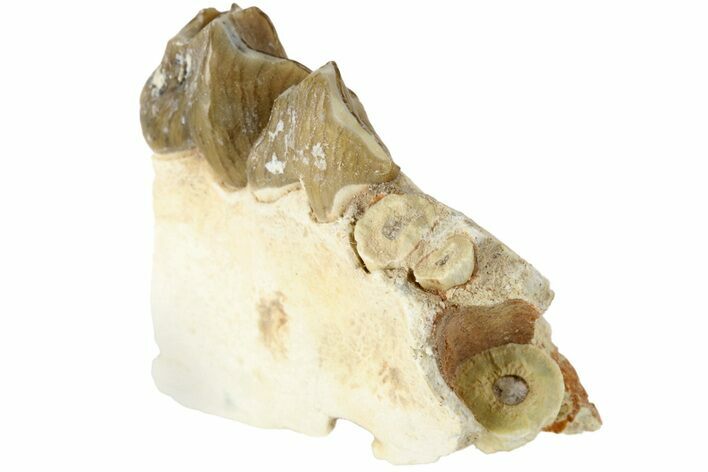 Oreodont (Merycoidodon) Jaw Section - South Dakota #184256